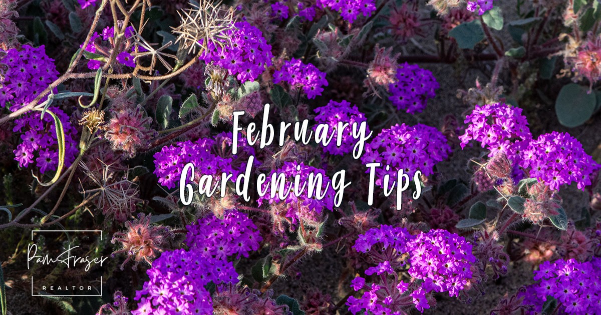 San Diego Gardens February 2026 by Pam Fraser. Picture of Desert Verbena blooming in the Anza-Borrego Desert State Park