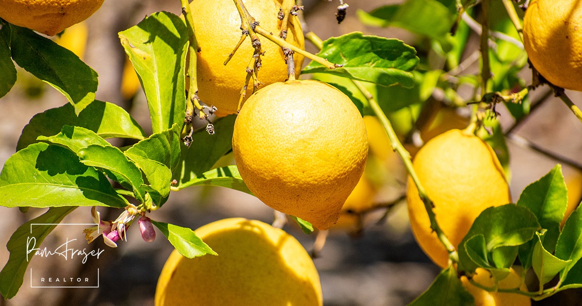 San Diego Gardens February 2026 by Pam Fraser. Picture of lemons on a lemon tree