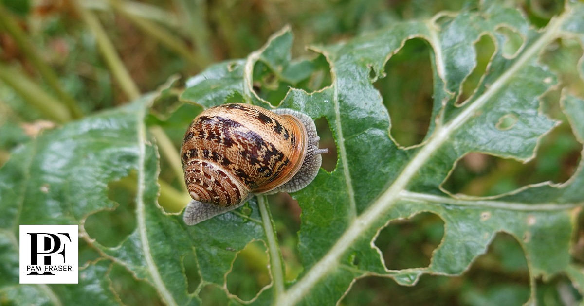 Garden snail feeding on a green leaf.