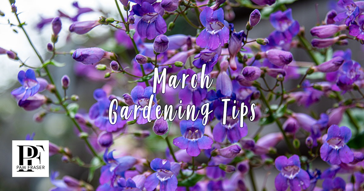 Purple penstemon flowers blooming in my San Diego garden.