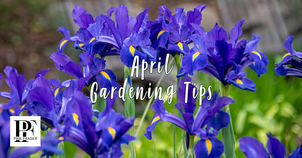 Purple irises in bloom in my North San Diego County garden