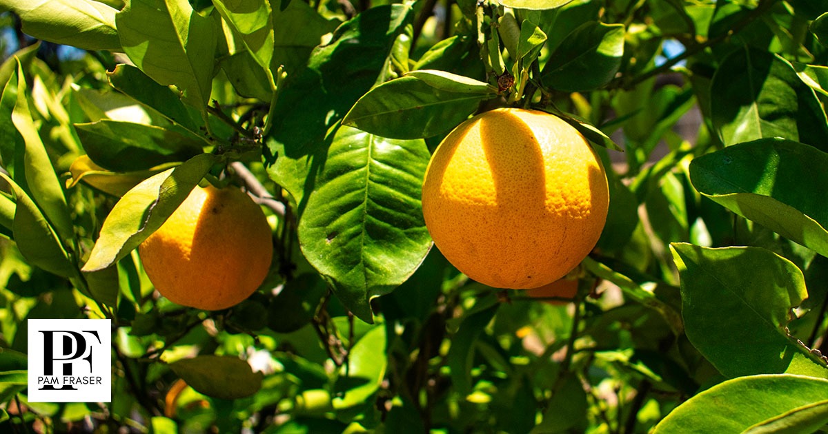 Oranges on a tree in my North San Diego County garden