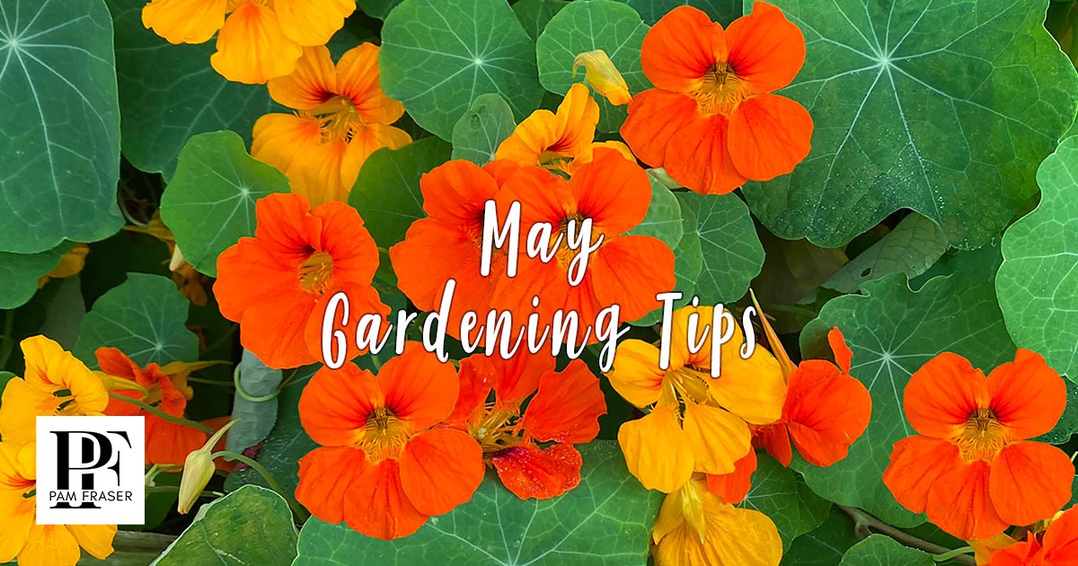Nasturtium with orange and yellow flowers.