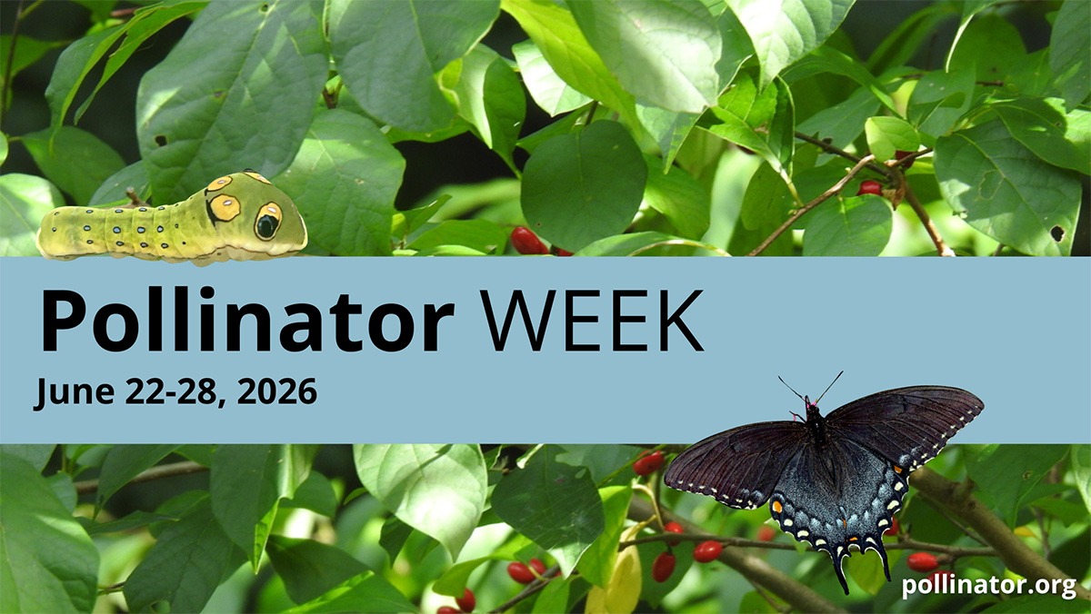 Pollinator Week banner June 22–28, 2026 with butterfly and caterpillar