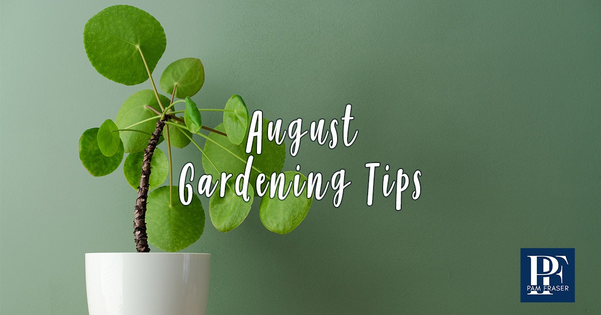 Potted houseplant with round green leaves against a green background
