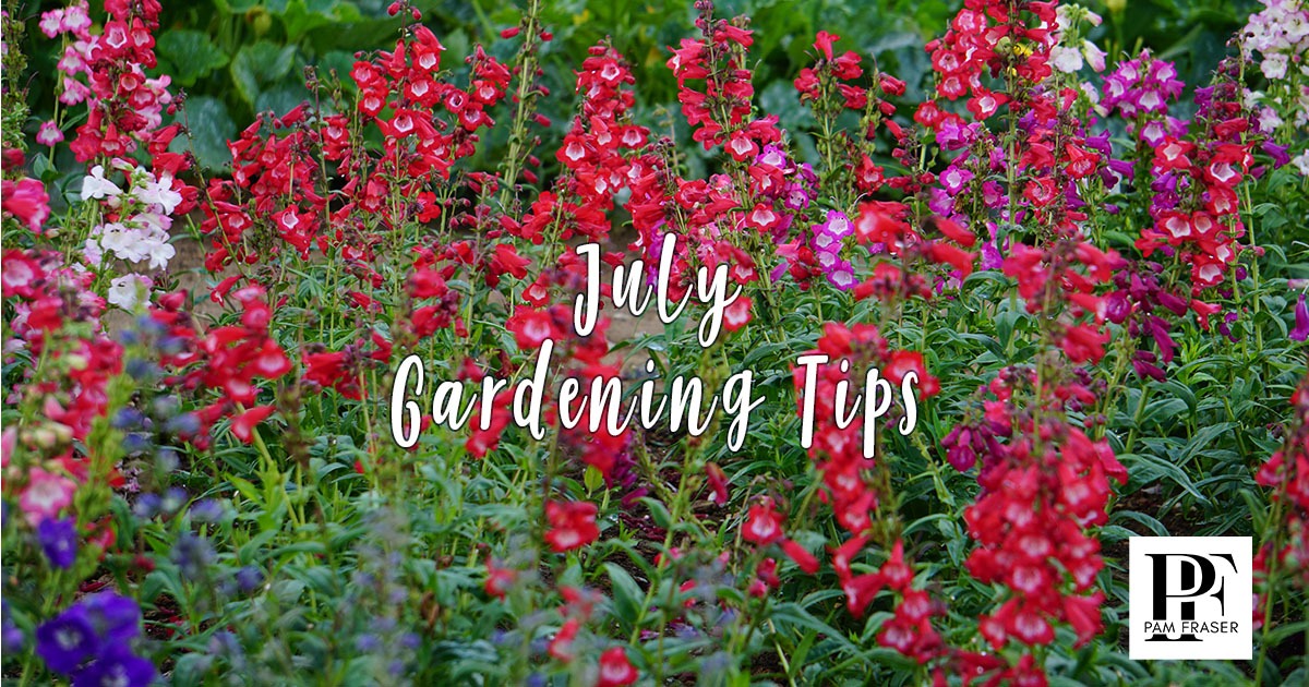Colorful penstemon flowers in bloom