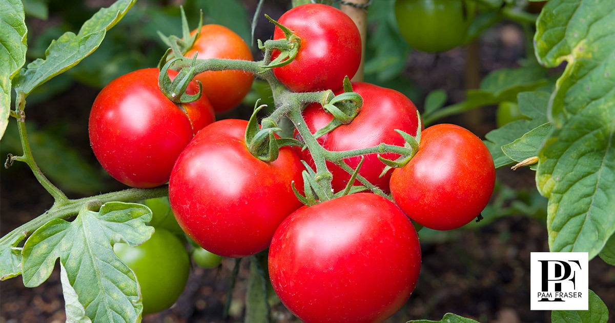 Ripe tomatoes on the vine