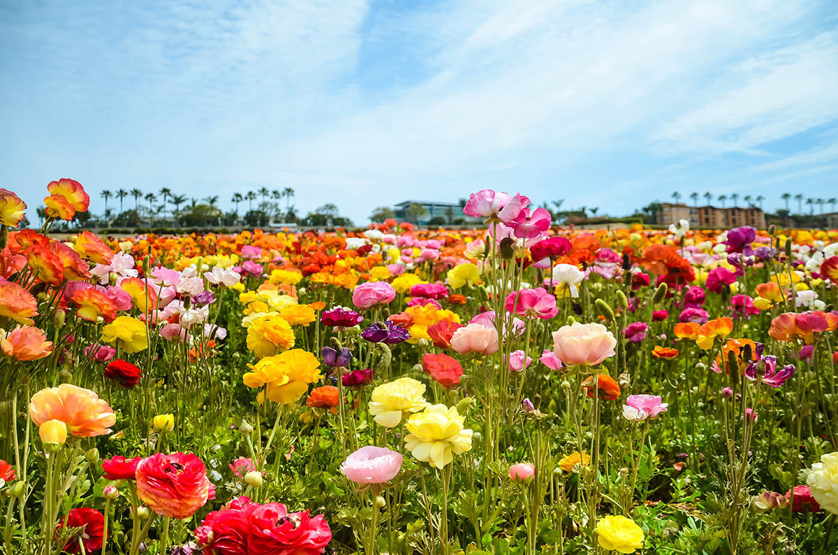 Carlsbad Flower Fields in Carlsbad, California