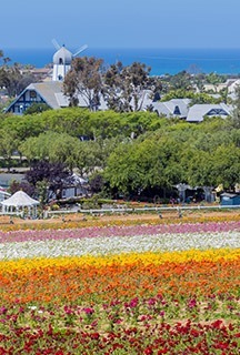 Carlsbad Flower Fields