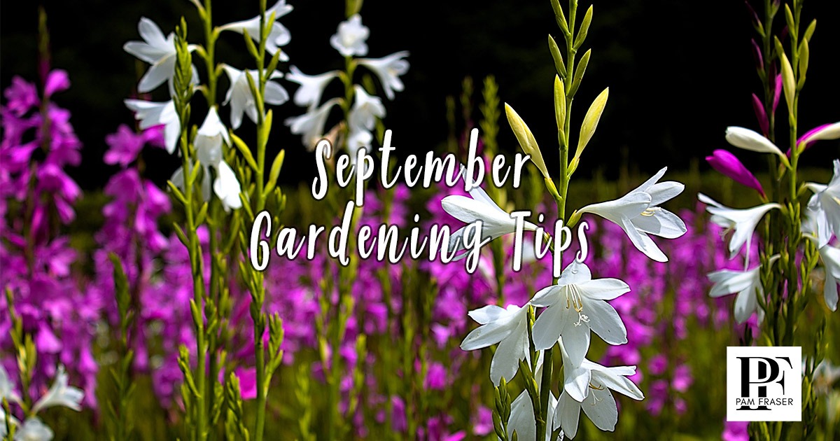 White and pink watsonia flowers for San Diego gardens