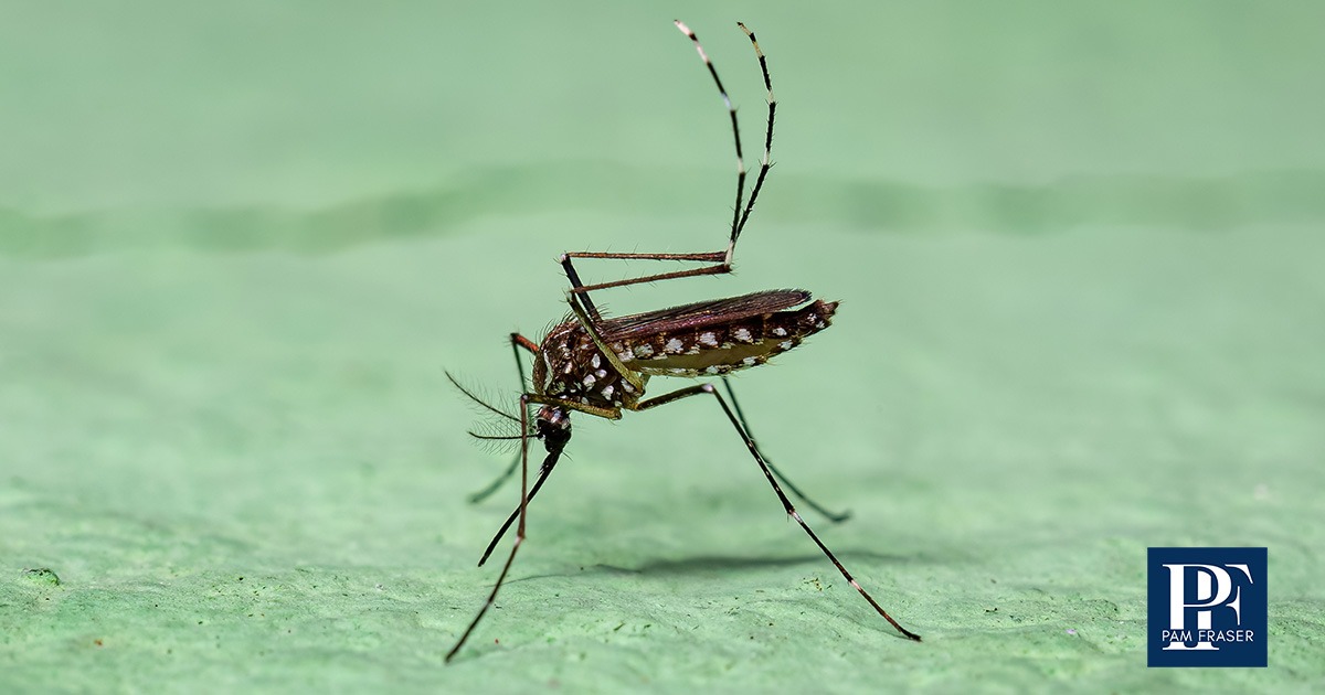 Aedes mosquito