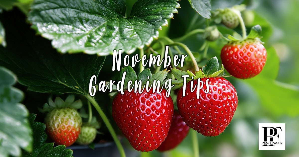 Strawberries growing on a strawberry plant.