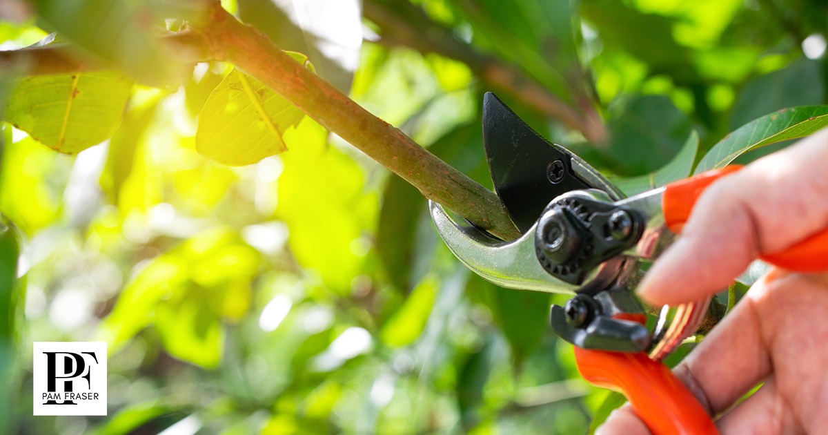 Person using pruners to trim a tree.