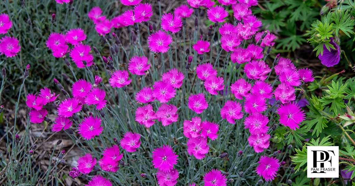 Firewitch dianthus blooming in a North County San Diego garden